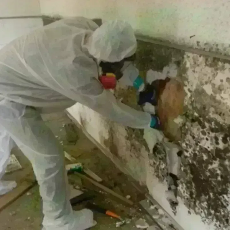 Mold Remediation and Removal in Gainesville, TX